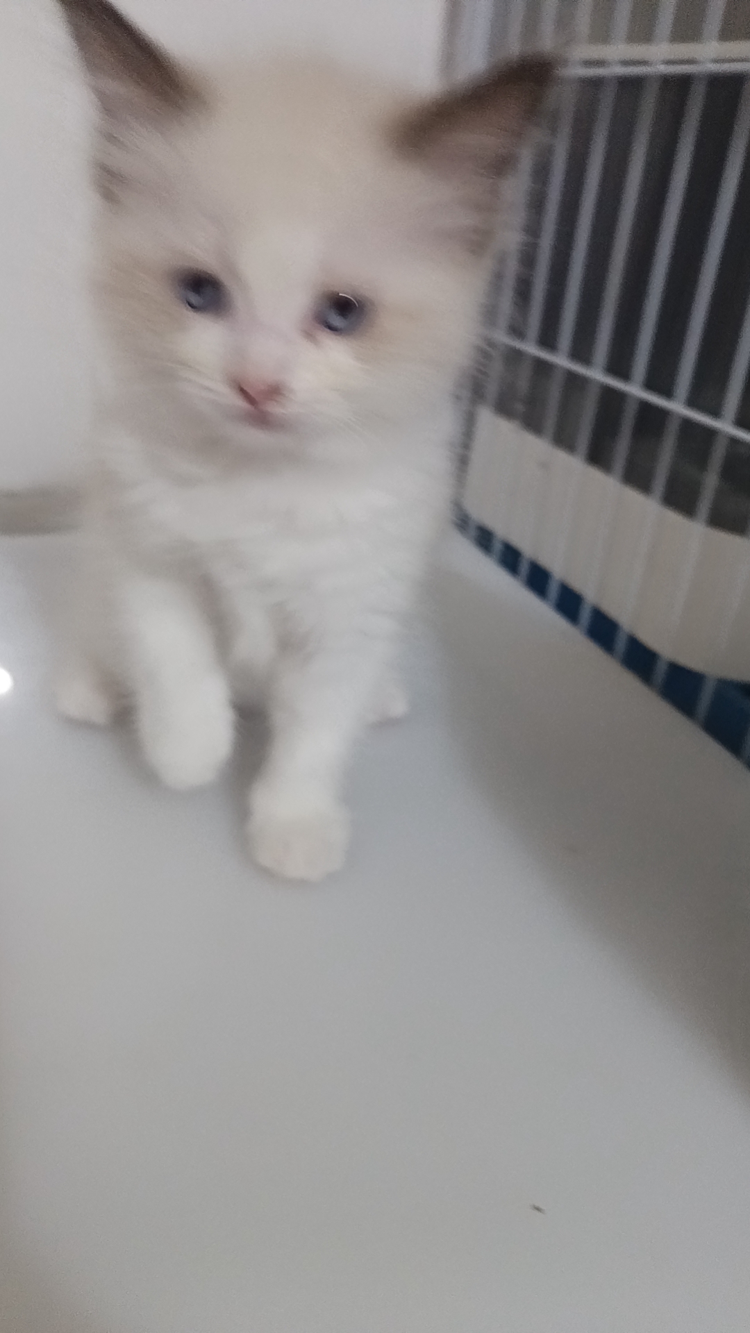 特价出布偶妹妹了，666出